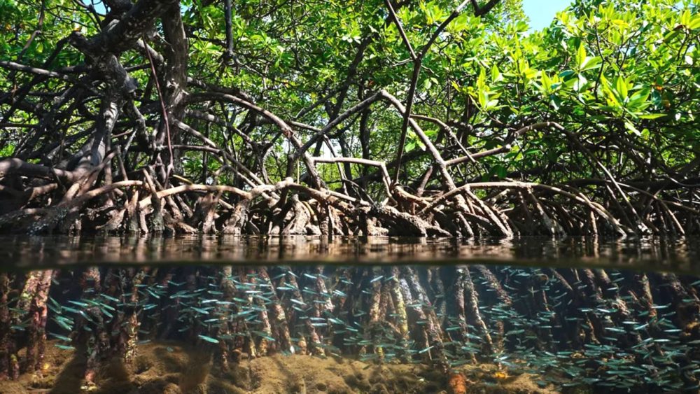Hallan un bosque perdido de 22 millones de años en el Canal de Panamá