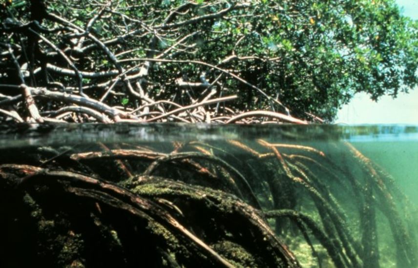 Aspecto de un manglar en Bangladés